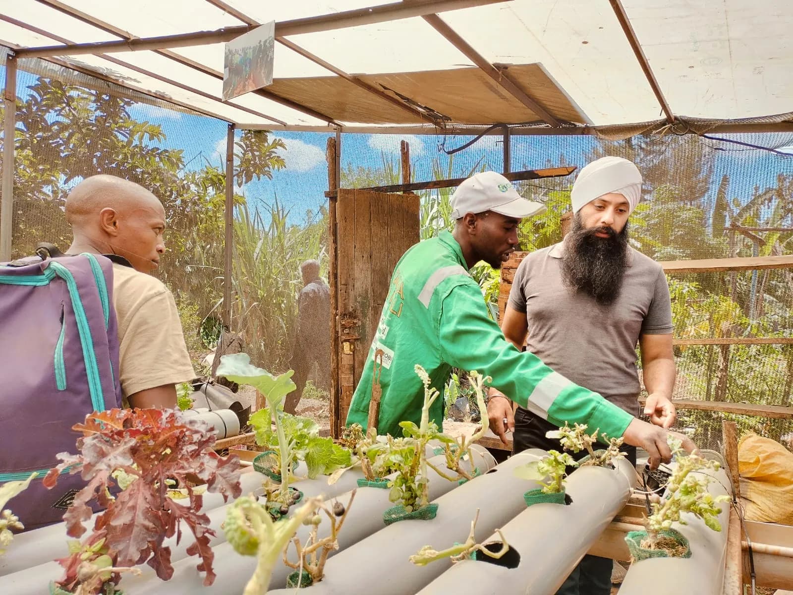 Inspecting hydroponic vegetables with local farmers